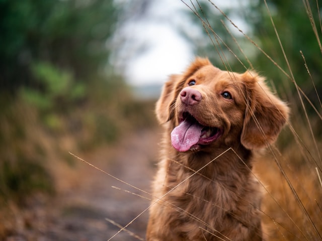 glad rödbrun hund